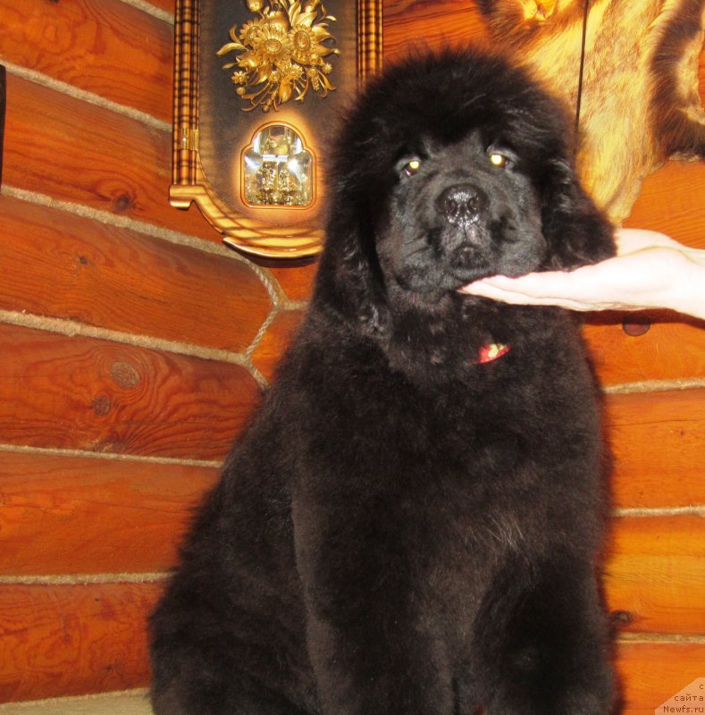 Фото: ньюфаундленд YEl'brus iz Antagrada (Эльбрус из Антаграда)