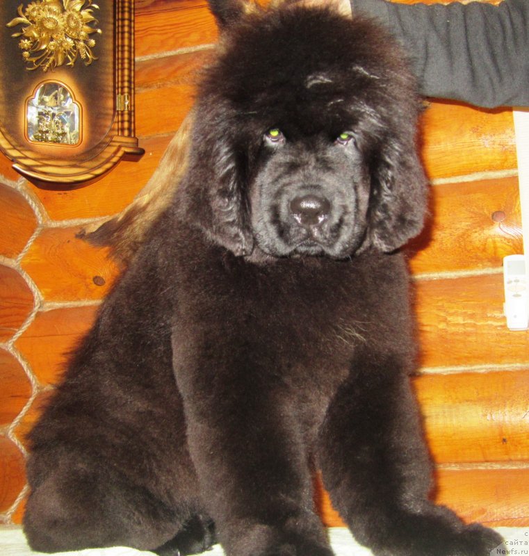 Фото: ньюфаундленд YEl'brus iz Antagrada (Эльбрус из Антаграда)