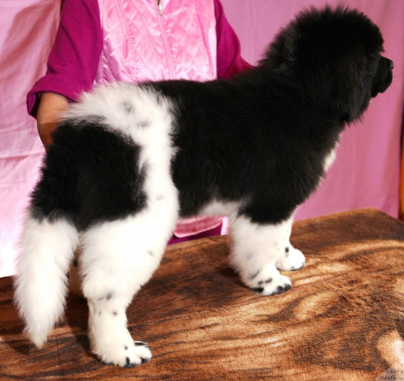 Фото: ньюфаундленд Plushevaya Panda Eau Belle Alyona (Плюшевая Панда Эау Белле Алыона)