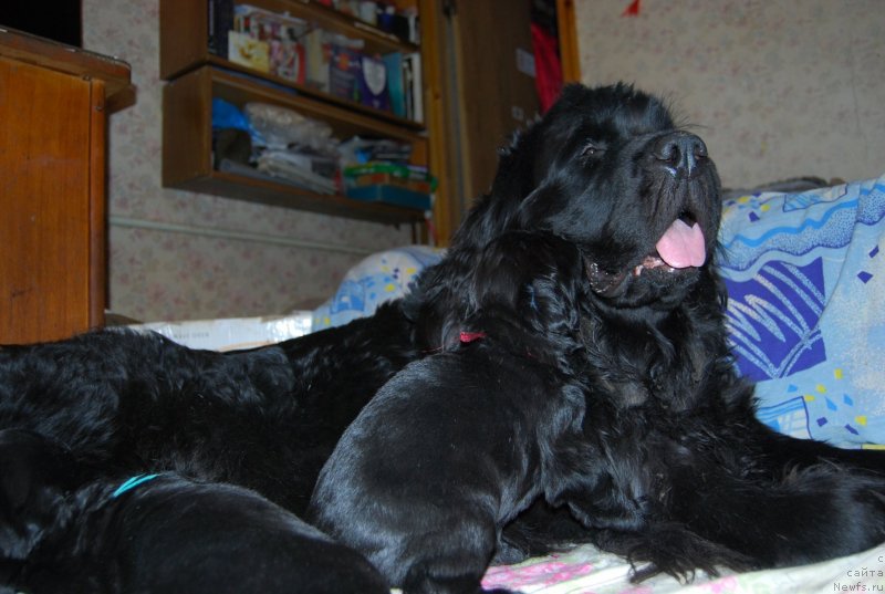 Фотография № 146018