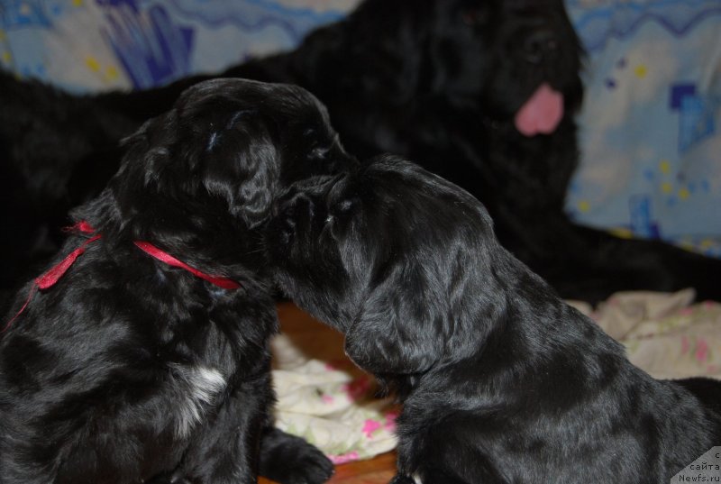 Фотография № 146020