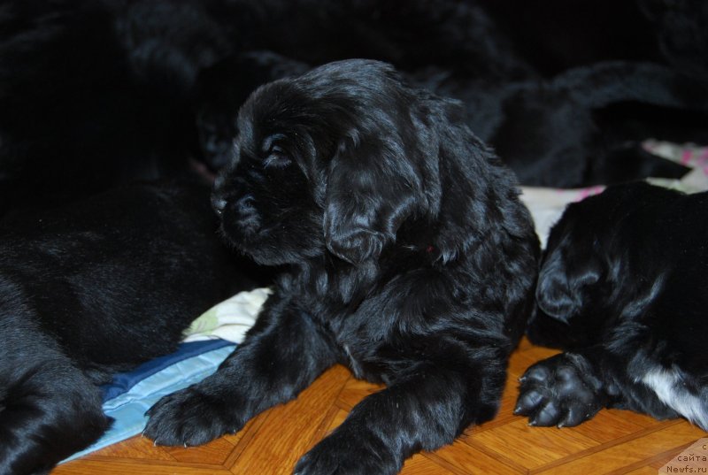 Фото: ньюфаундленд Face of an Angel Giant's Island