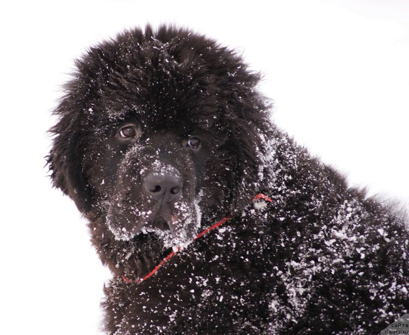 Фото: Бегущая по волнам Ретён оф зе Квин