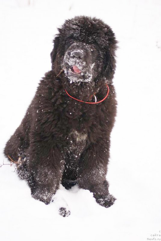 Фотография № 146027