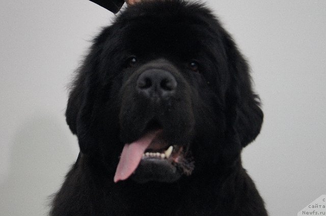 Фото: ньюфаундленд Deep Love I'm Sensation (Deep Love I'm Sensation)