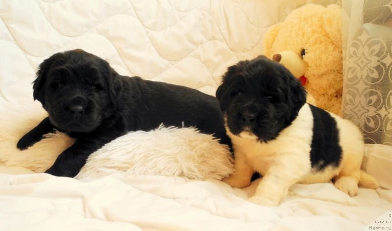 Фотография № 146049