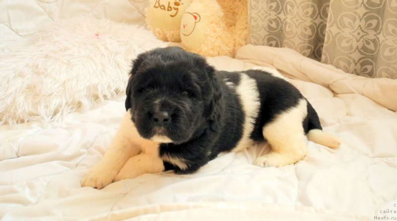 Фотография № 146050