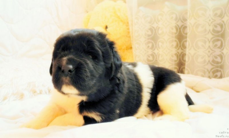 Фотография № 146052