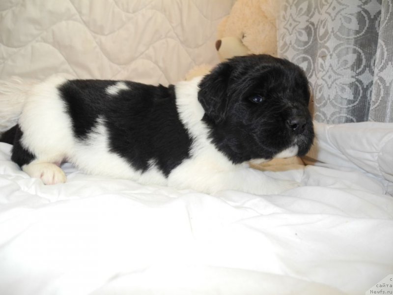 Фотография № 146053