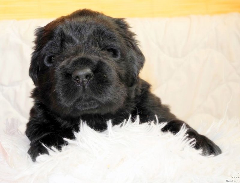 Фотография № 146055