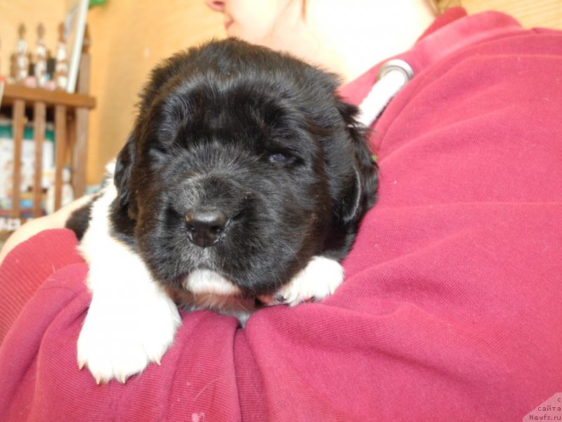 Фотография № 146065