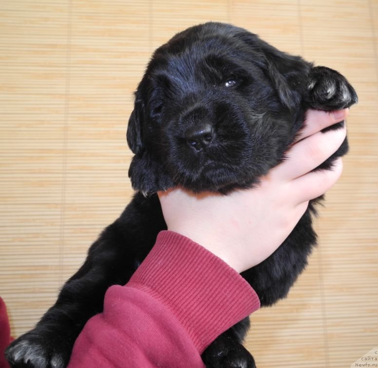 Фотография № 146067