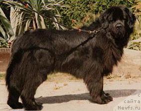 Фото: ньюфаундленд Peter's Duncan N'Skysailor