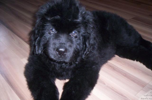 Фото: ньюфаундленд Gloriya Grand Blek (Глория Гранд Блек)