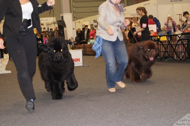 Фото: ньюфаундленд Deep Love I'm Sensation (Deep Love I'm Sensation), ньюфаундленд Aquatoriya Kelvin Reds Begin and Win (Акватория Келвин Редс Бегин энд Вин)