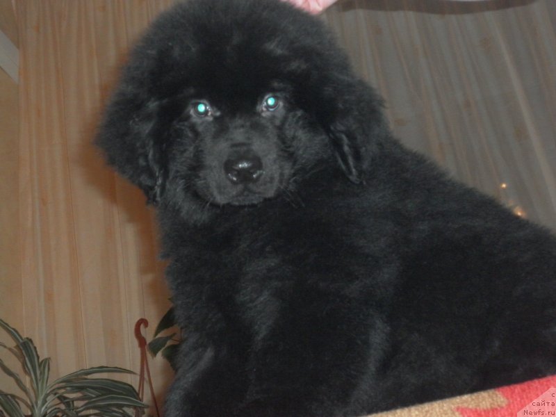 Фото: ньюфаундленд Eho Moskvy s Berega Dona (Эхо Москвы с Берега Дона)