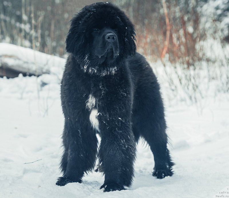 Фото: ньюфаундленд Smigar Love Story (Смигар Лав Стори)