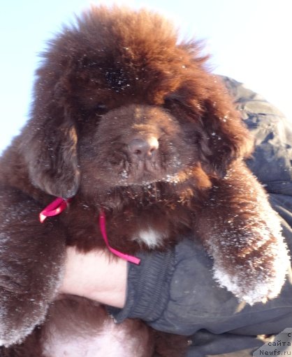 Фото: сын, ньюфаундленд Super Premium Brabus (Супер Премиум Брабус), ньюфаундленд N'yufort YUray Kvin (Ньюфорт Юрай Квин)