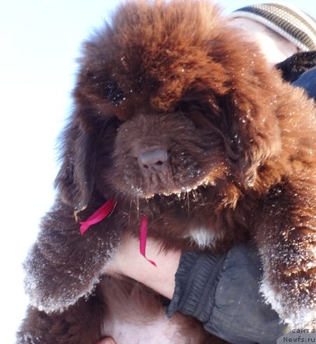 Фото: сын, ньюфаундленд Super Premium Brabus (Супер Премиум Брабус), ньюфаундленд N'yufort YUray Kvin (Ньюфорт Юрай Квин)