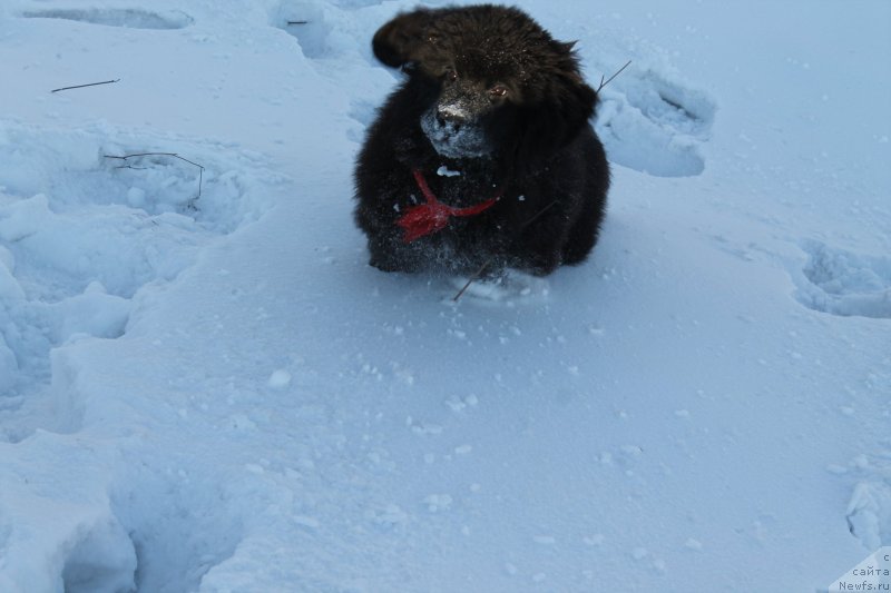 Фото: Ray out Happiness Midnight Bear