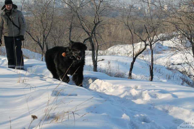 Фото: ньюфаундленд Beguschaya po Volnam Shaolin (Бегущая по Волнам Шаолинь)