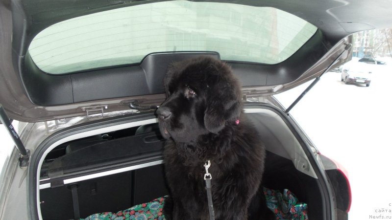 Фотография № 146171