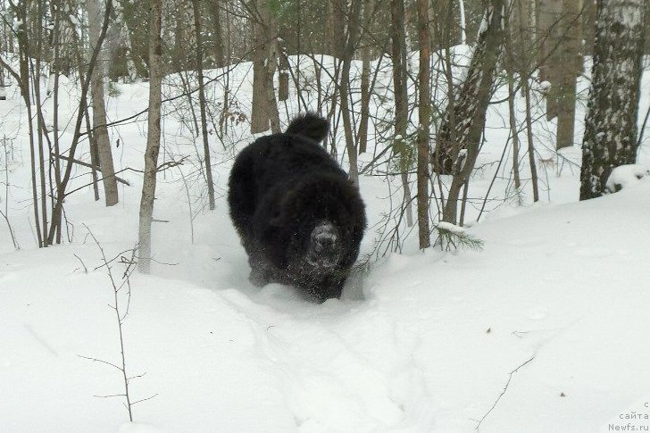 Фотография № 146172