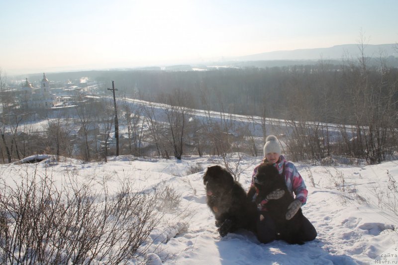 Фото: Ray out Happiness Midnight Bear, ньюфаундленд Beguschaya po Volnam Shaolin (Бегущая по Волнам Шаолинь)