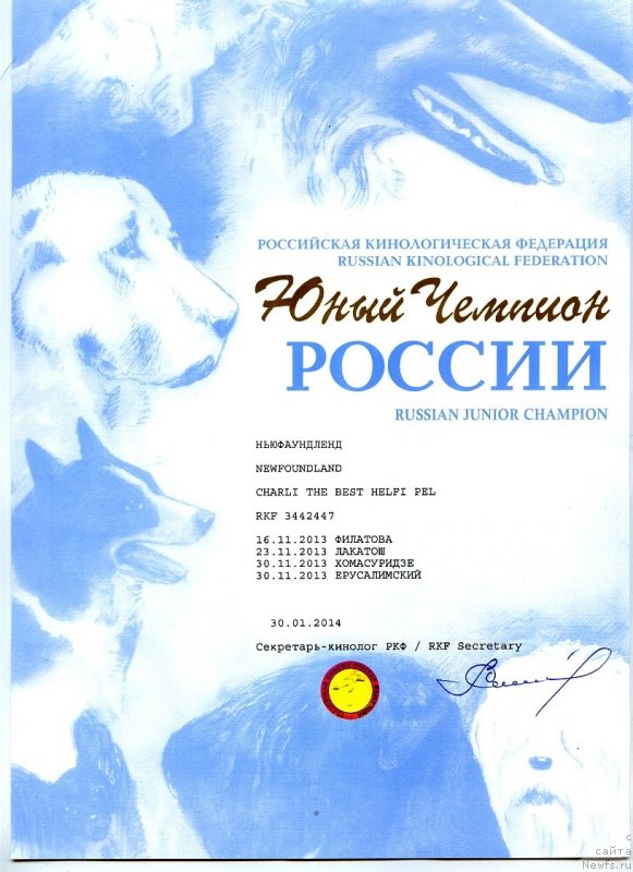 Фото: ньюфаундленд Charli The Best Helfi Pel (Чарли Де Бест Хелфи Пэл)