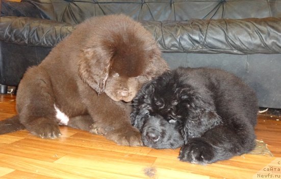 Фото: ньюфаундленд Moon Brook Grace (Моон Броок Грасе)