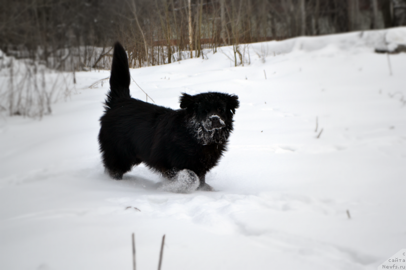 Фото: ньюфаундленд Lepestok Lilii (Лепесток Лилии)
