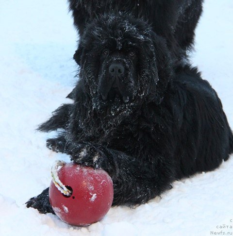 Фото: ньюфаундленд Aquatoriya Kelvin Lambordghini (Акватория Келвин Ламборджини)