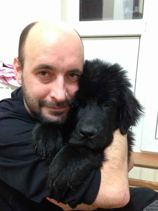 Фото: ньюфаундленд CHernyiy Balu Djons (Черный Балу Джонс)