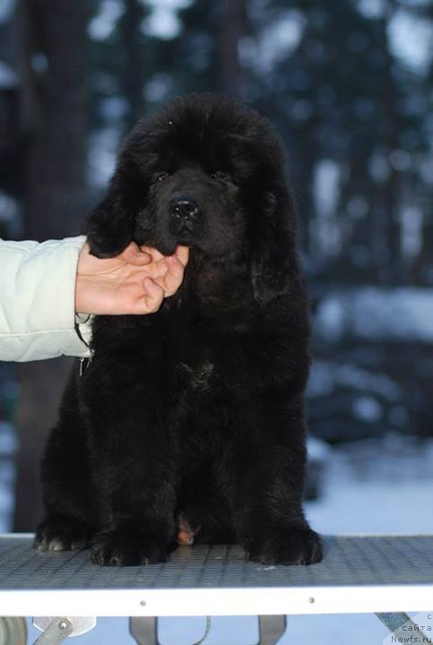 Фото: ньюфаундленд Smigar Tones of Music (Смигар Тоунз ов Мьюзик)