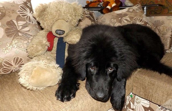 Фото: ньюфаундленд CHernyiy Balu Delli (Черный Балу Делли)