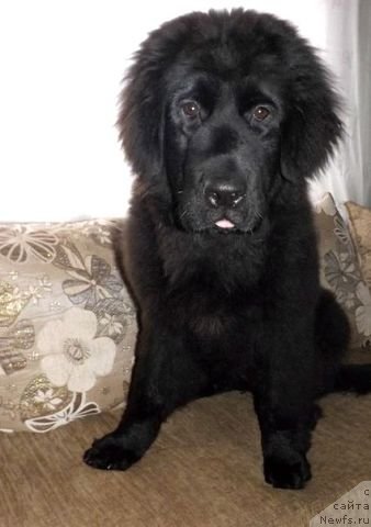 Фотография № 146302