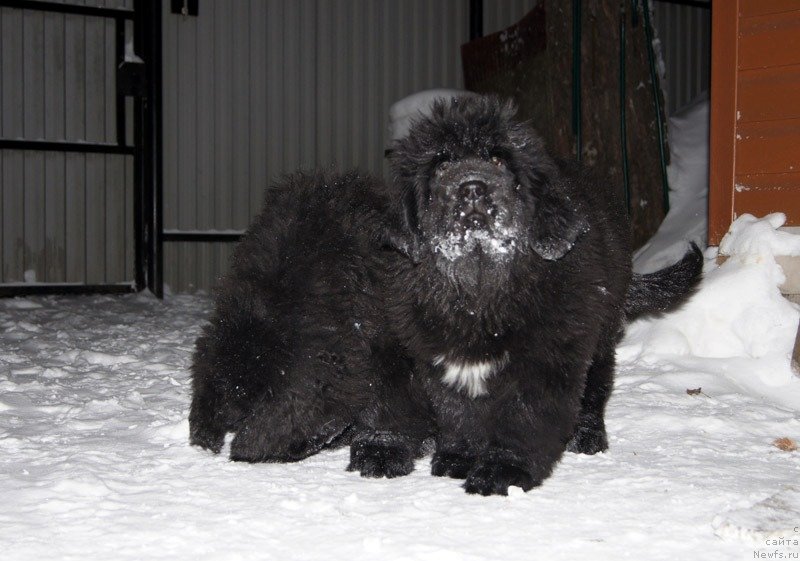 Фото: ньюфаундленд Super Bizon Lilavati Leksa (Супер Бизон Лилавати Лекса), ньюфаундленд Super Bizon Liliman (Супер Бизон Лилимэн)