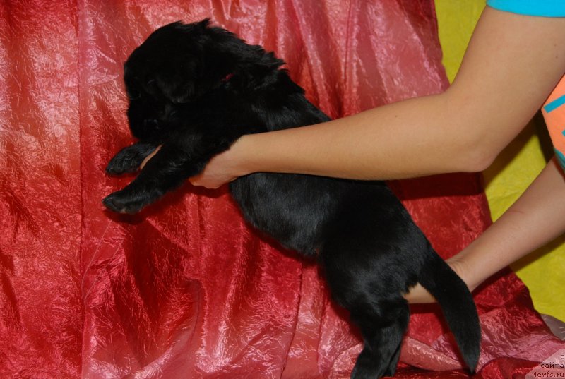 Фото: ньюфаундленд Face of an Angel Giant's Island