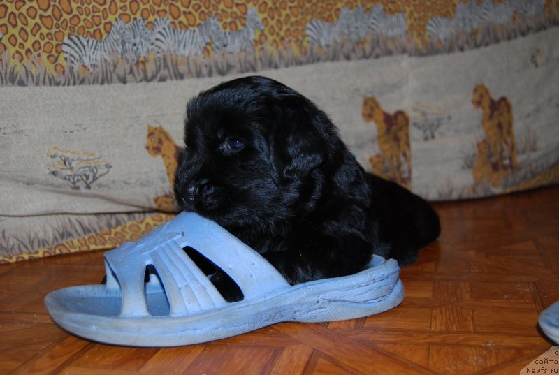 Фото: ньюфаундленд Face of an Angel Giant's Island