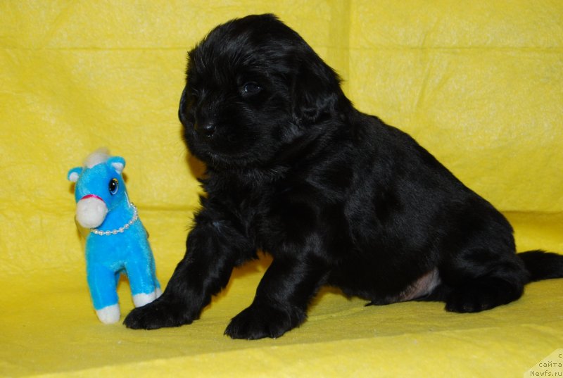 Фото: ньюфаундленд Face of an Angel Giant's Island