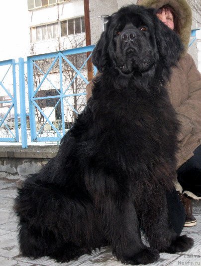 Фото: ньюфаундленд Zlata Boyarinya Kara Deniz (Злата Боярыня Кара Дениз)