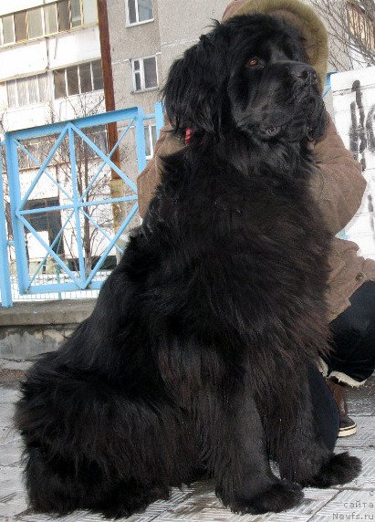 Фото: ньюфаундленд Zlata Boyarinya Kara Deniz (Злата Боярыня Кара Дениз)