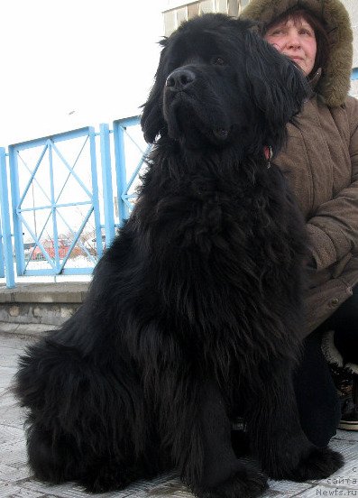 Фото: ньюфаундленд Zlata Boyarinya Kara Deniz (Злата Боярыня Кара Дениз)