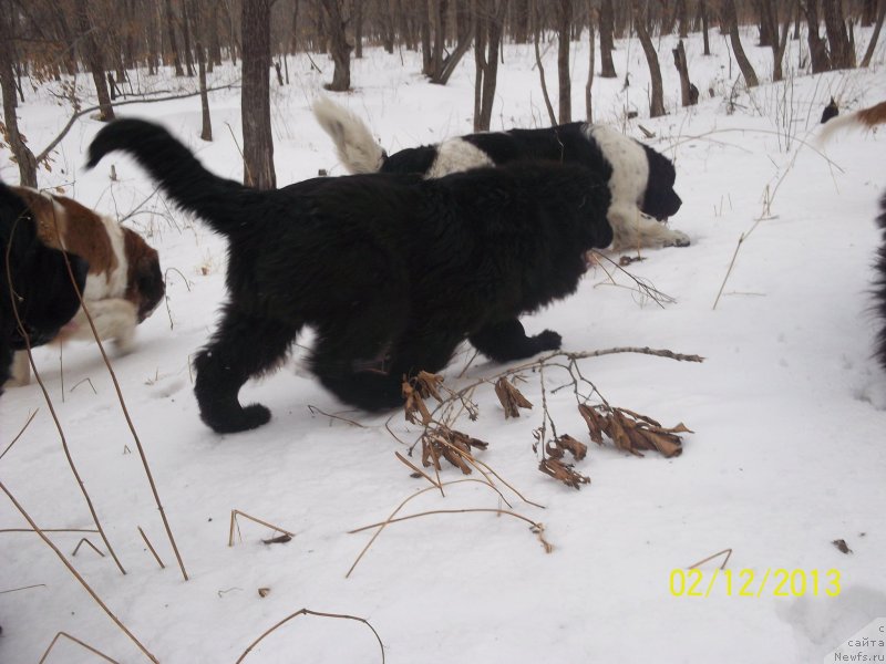 Фото: ньюфаундленд Super Premium Liniel Daylirring (Супер Премиум Линиэль Дайлиррин), ньюфаундленд Super Premium Mikado (Супер Премиум Микадо)