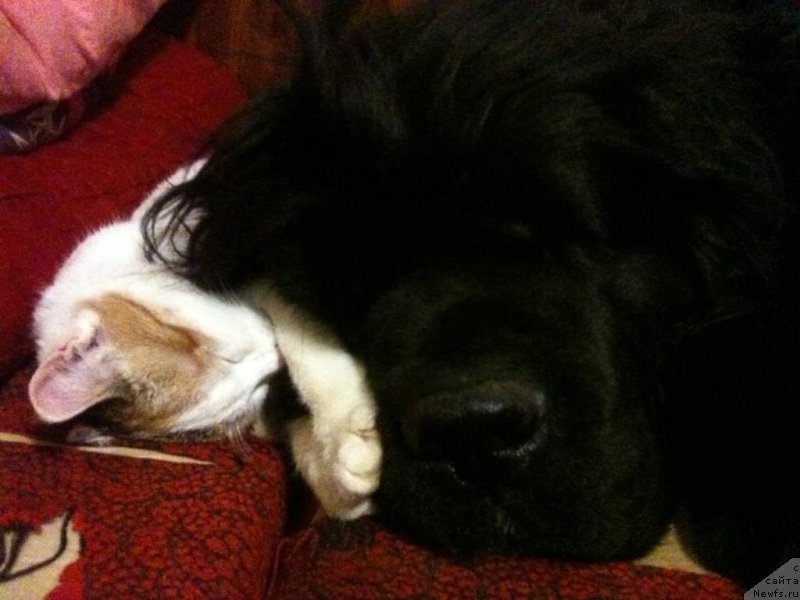 Фото: ньюфаундленд N'yufort Faktoriya Uspeha (Ньюфорт Фактория Успеха)