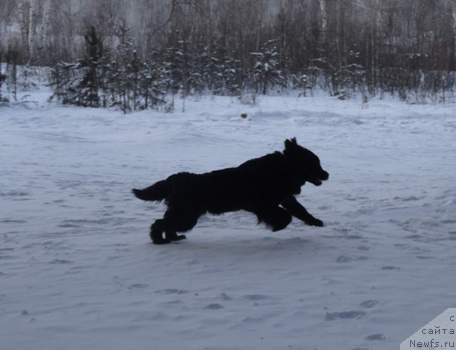 Фото: ньюфаундленд N'yufort Faktoriya Uspeha (Ньюфорт Фактория Успеха)