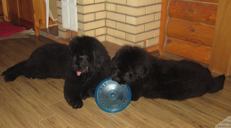 Фото: ньюфаундленд Plushevaya Panda Emporio Еlegans (Плюшевая Панда Эмпорио Элегансе), ньюфаундленд YEl'brus iz Antagrada (Эльбрус из Антаграда)