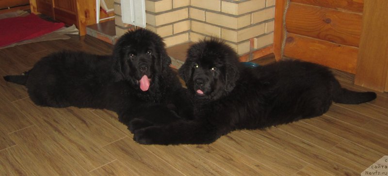 Фото: ньюфаундленд Plushevaya Panda Emporio Еlegans (Плюшевая Панда Эмпорио Элегансе), ньюфаундленд YEl'brus iz Antagrada (Эльбрус из Антаграда)