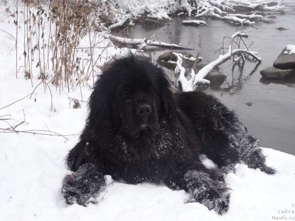 Фото: ньюфаундленд N'yufort Faktoriya Uspeha (Ньюфорт Фактория Успеха)