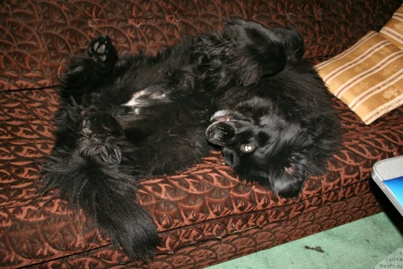 Фото: ньюфаундленд Usatyiy Nyan' Timosha (Усатый Нянь Тимоша)